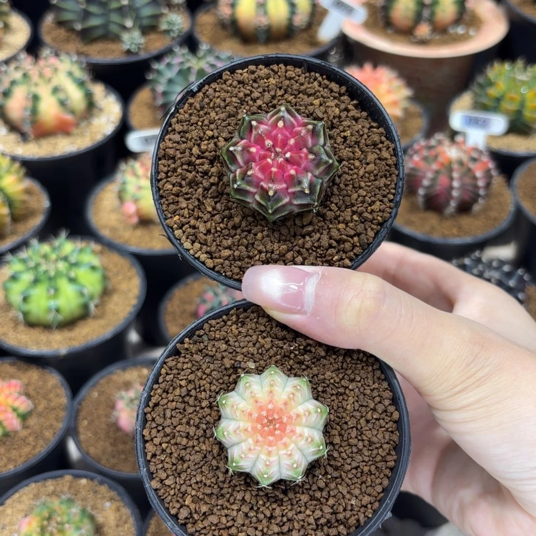 热***球气球两颗轮回打包价