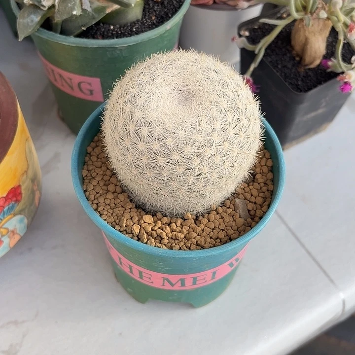 海*满月仙人球仙人球