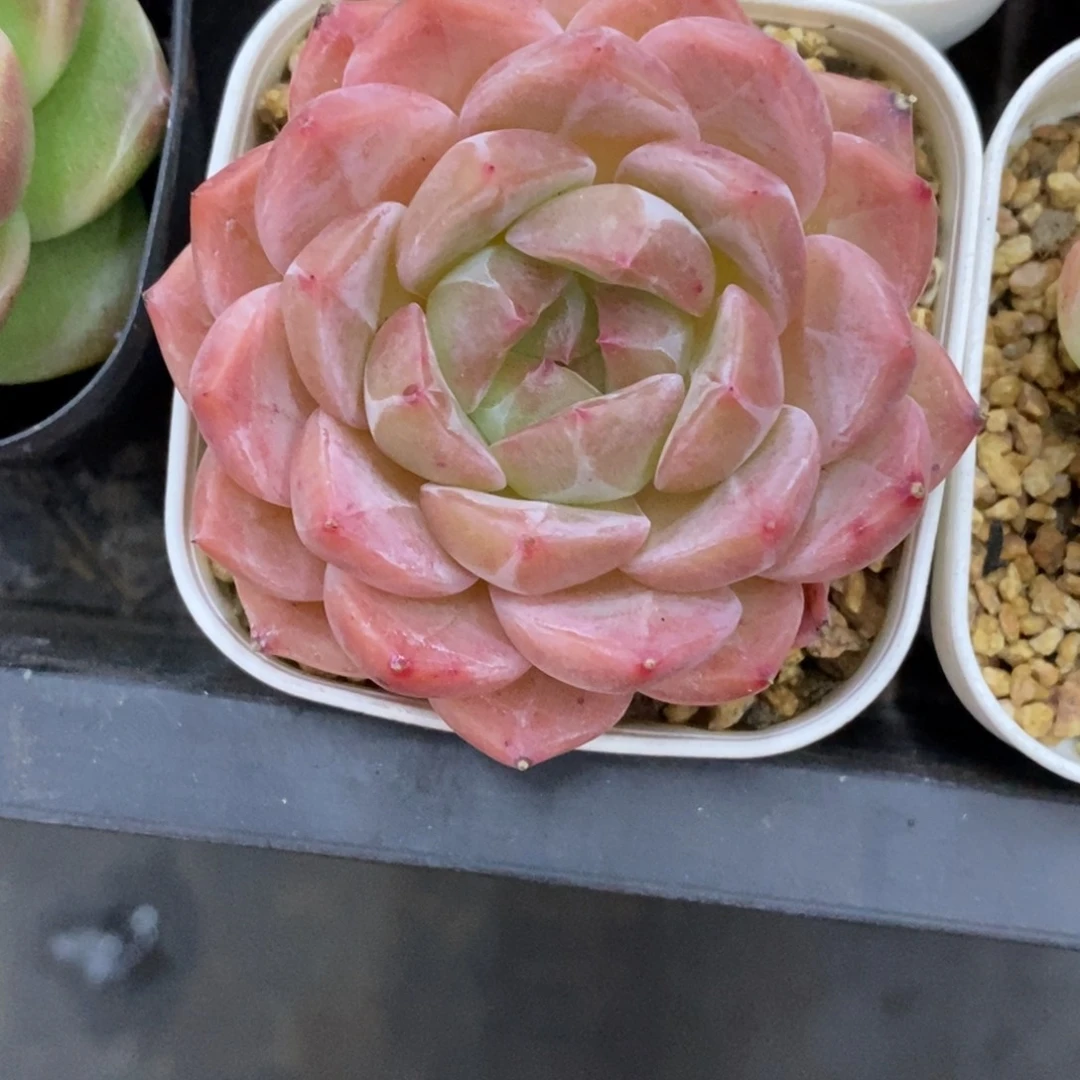 精品多肉一物一一拍不包整237