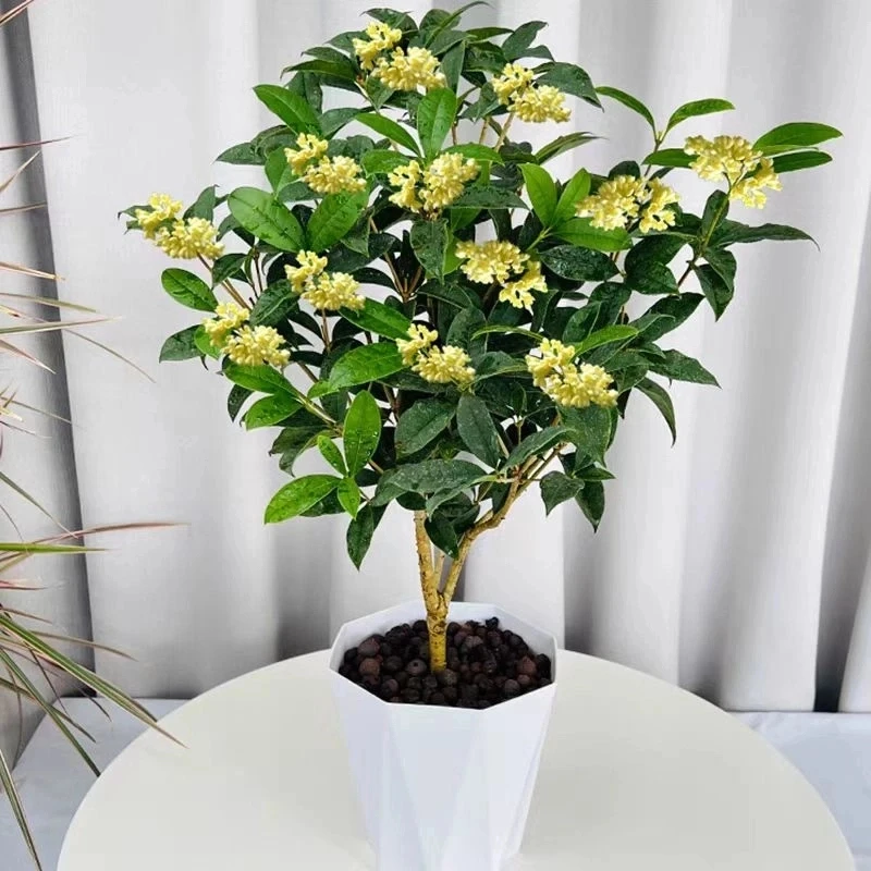 四季桂花盆栽开花带香味带小花苞种好露天庭院耐寒的盆栽花卉植物