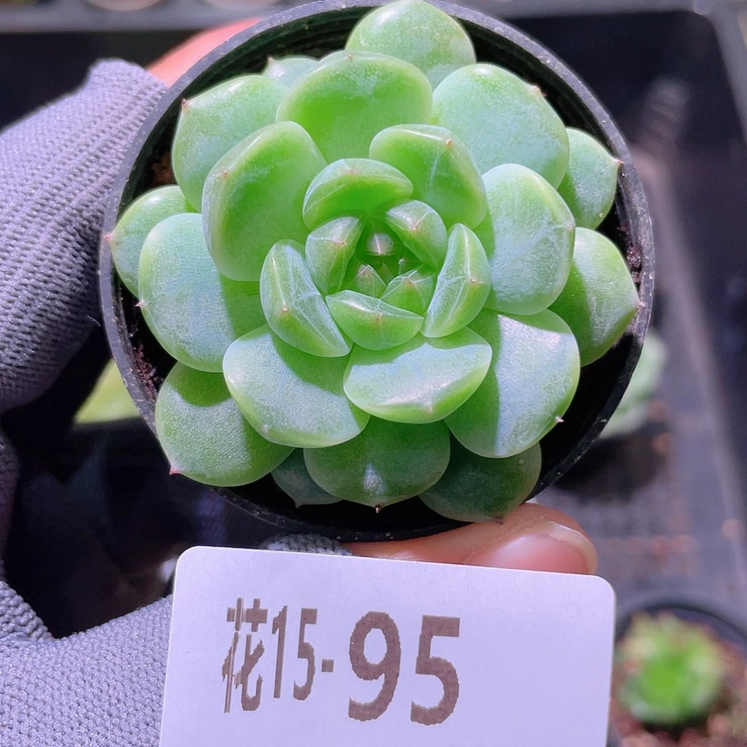 花利美15-95新品珍妮