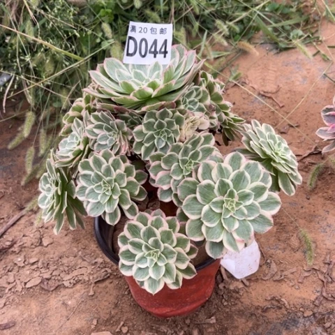 044孔雀翎不包断枝