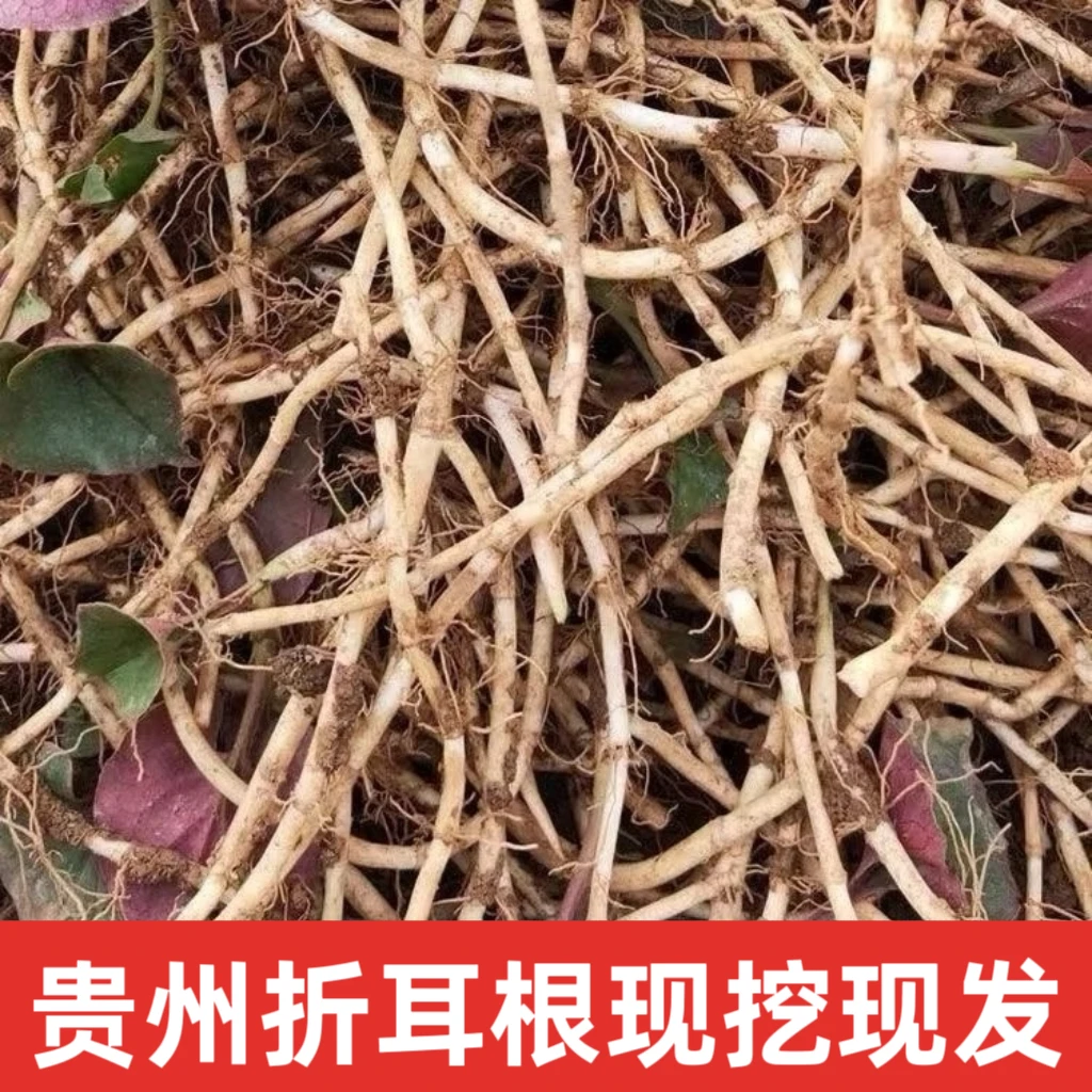 当季云贵川最爱新鲜折耳根贵州鱼腥草节节根蔬菜现挖现发不洗带泥