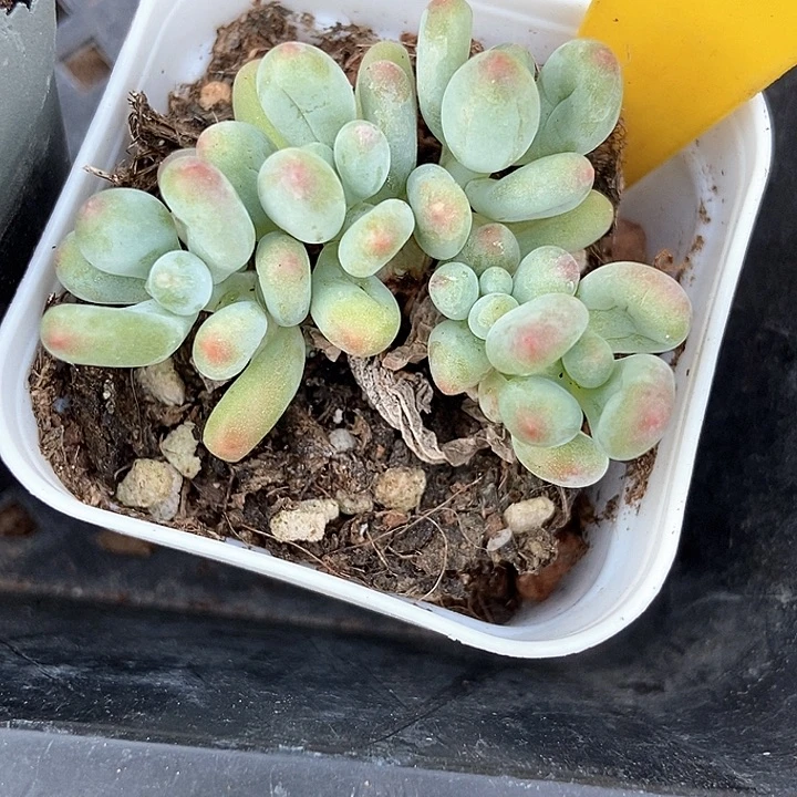 开***寻多肉植物苹果奶954