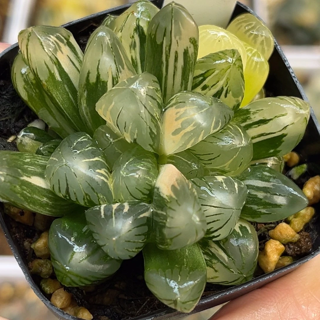 69双头老川灯芯玉露锦福利专场