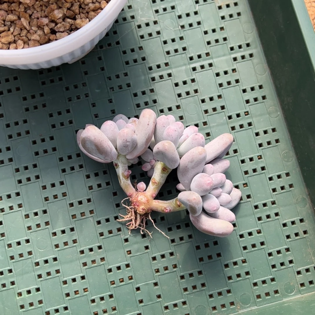 爱***喵爱吃鱼10。