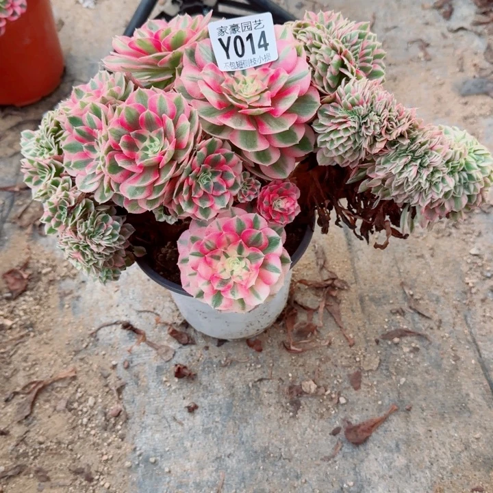 014倾城缀化官服26左右2