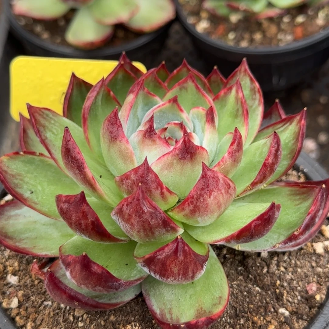 惊鸿一物一拍包装收缩花旱獭456