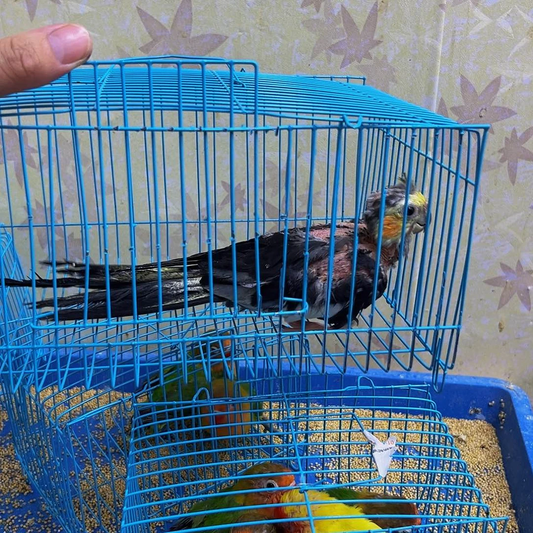 桃脸牡丹鹦鹉没毛旋风88一只