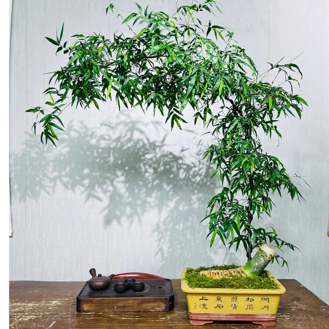 【雲庭｜室内观赏小叶簕竹意境盆景】单飘，高一米二，冠幅一米一。