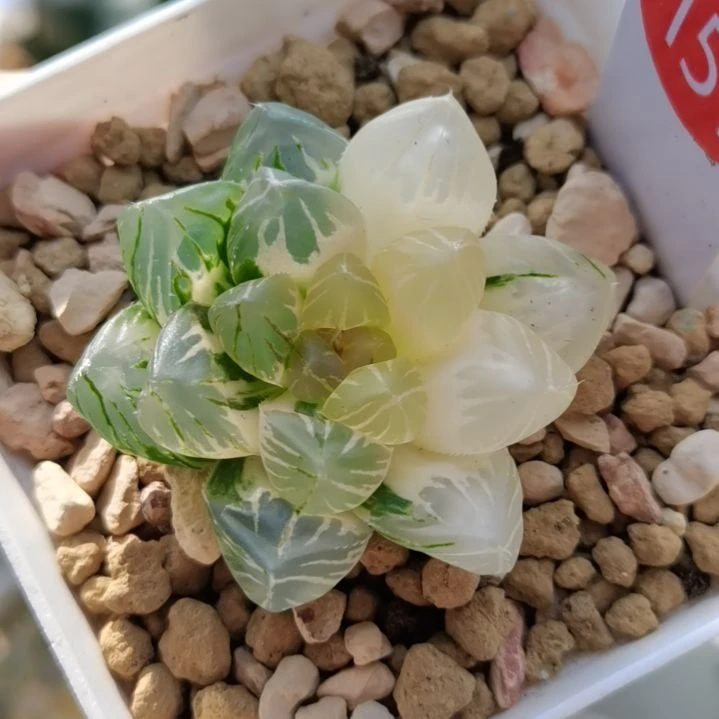 151号OM玉露锦一物一拍带盆土发货