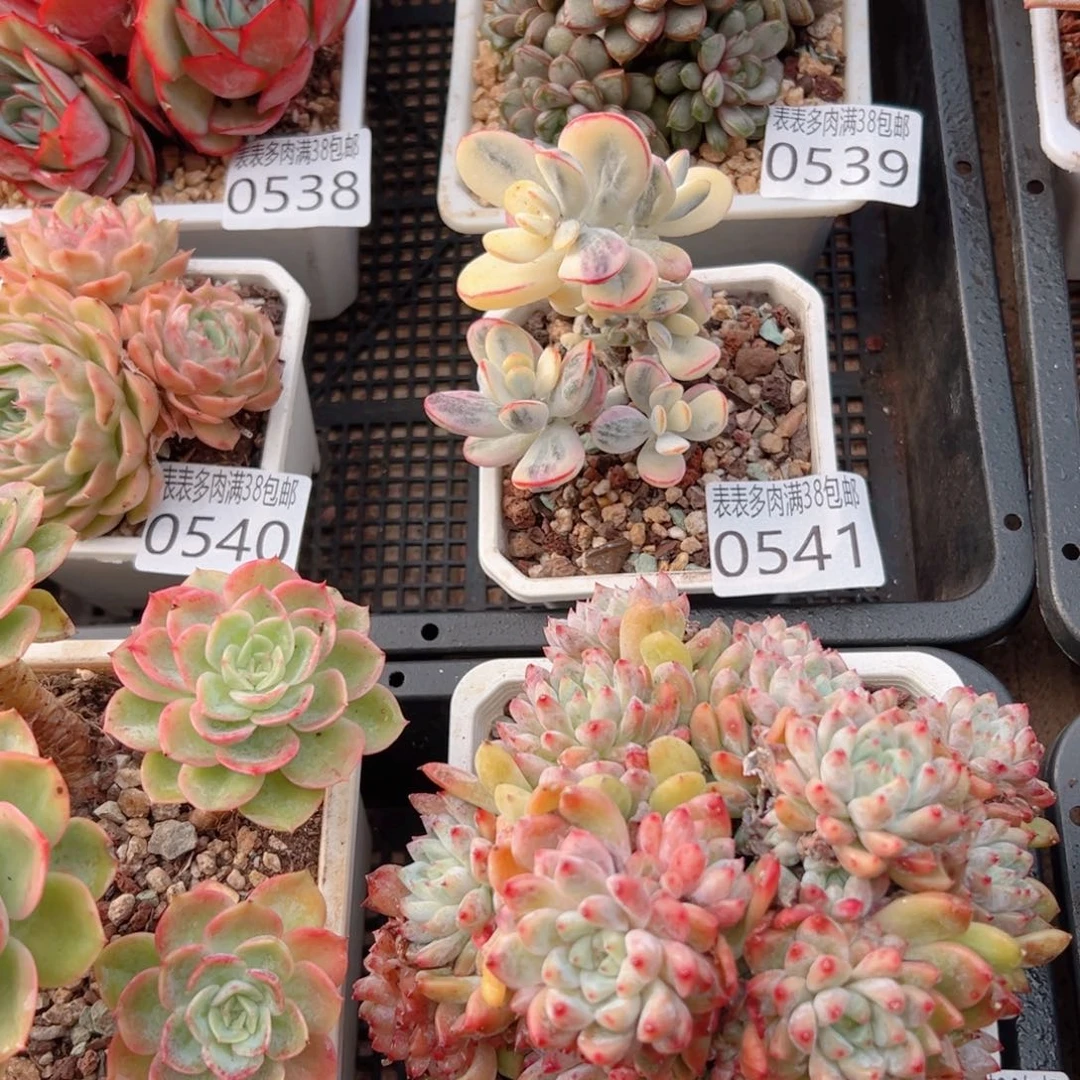 雨***霁无花朵多肉一物一拍植物0541