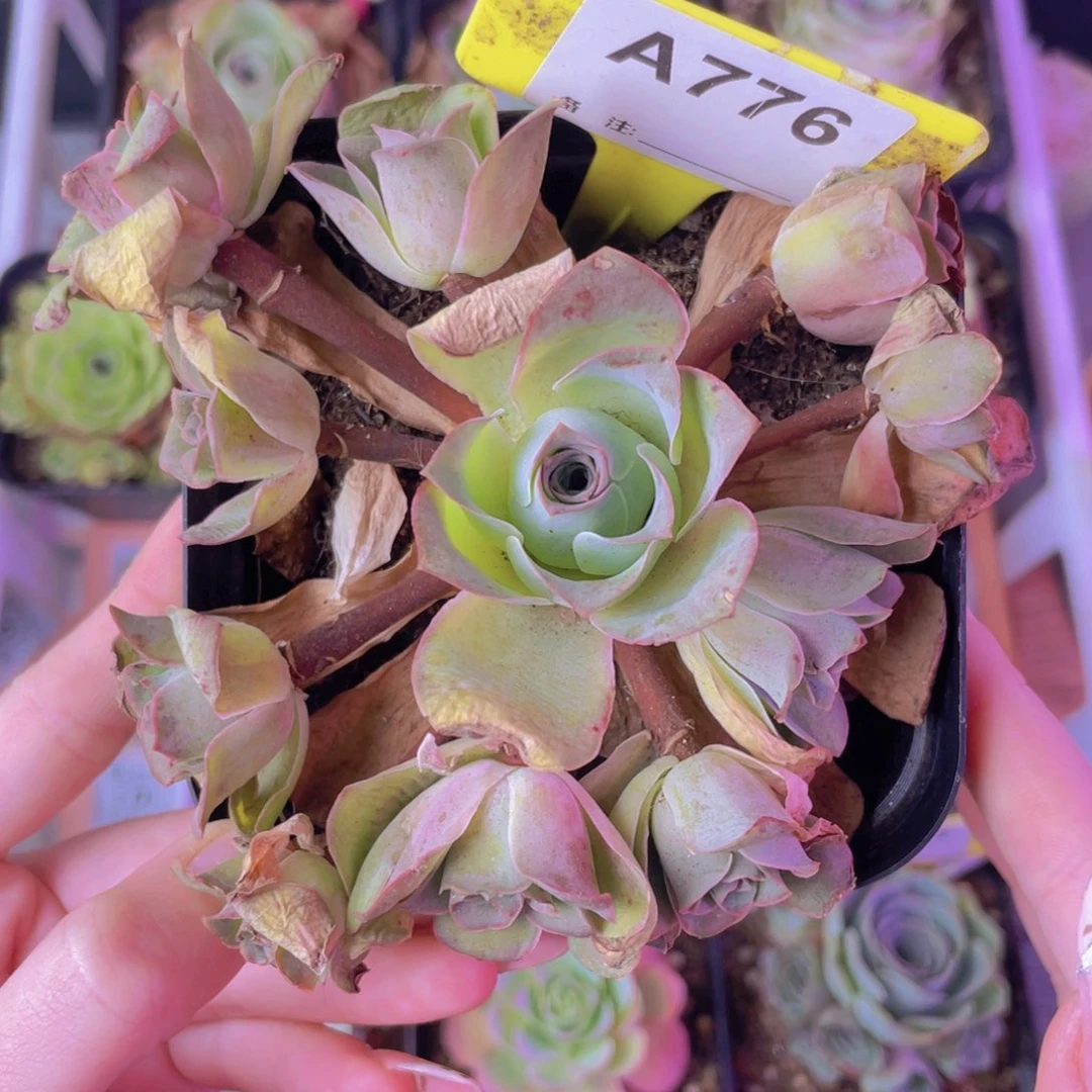 单品一物一拍776号山地玫瑰