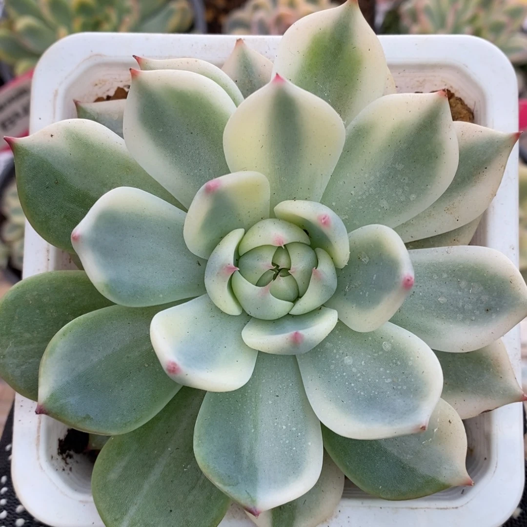 760覆轮锦吉娃娃锦锦锦锦