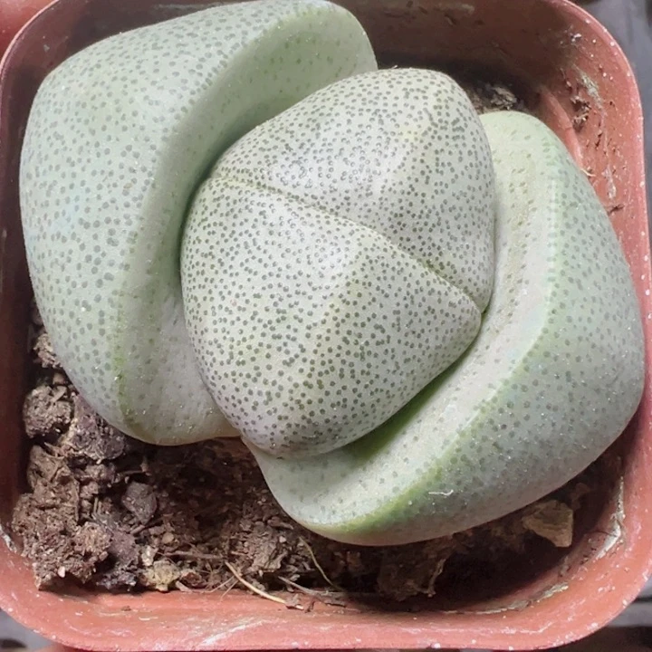 绿元宝精品多肉植物