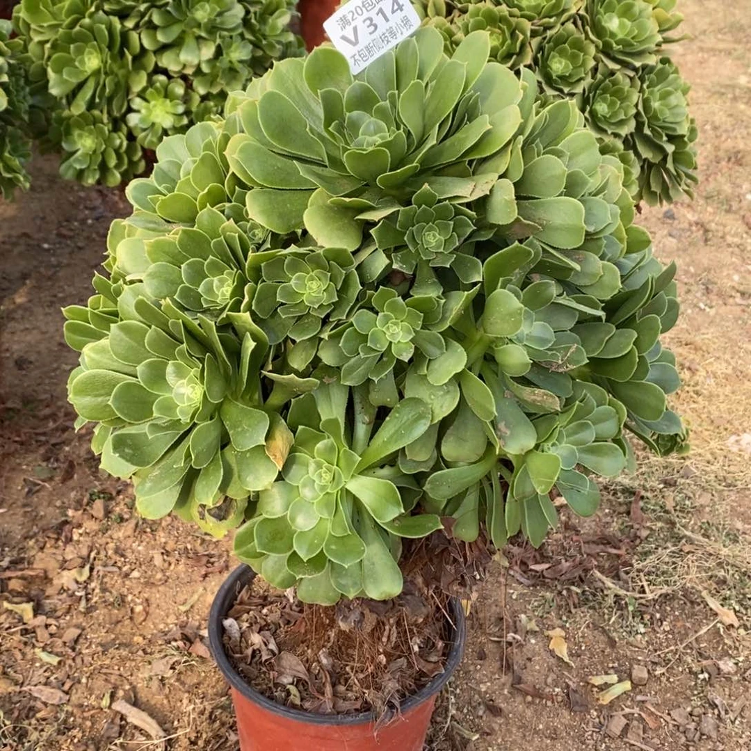 天**梦314绿羊绒多肉法师锦