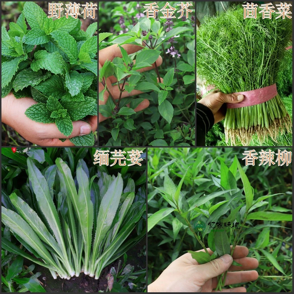 云南德宏新鲜佐料缅芫荽大香菜 香蓼柳金芥薄荷撒撇新鲜佐料500克