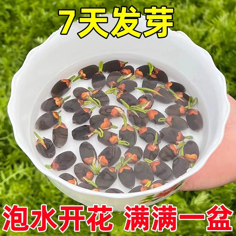 莲子种子四季开花水培睡莲荷花种籽水生水养花卉盆栽室内耐寒花籽