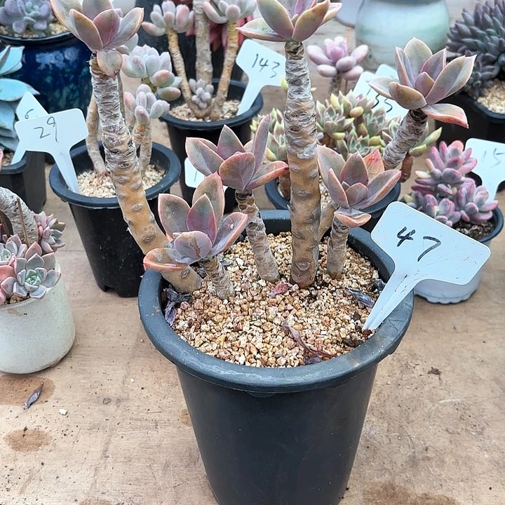 多肉植物，太妃糖47号