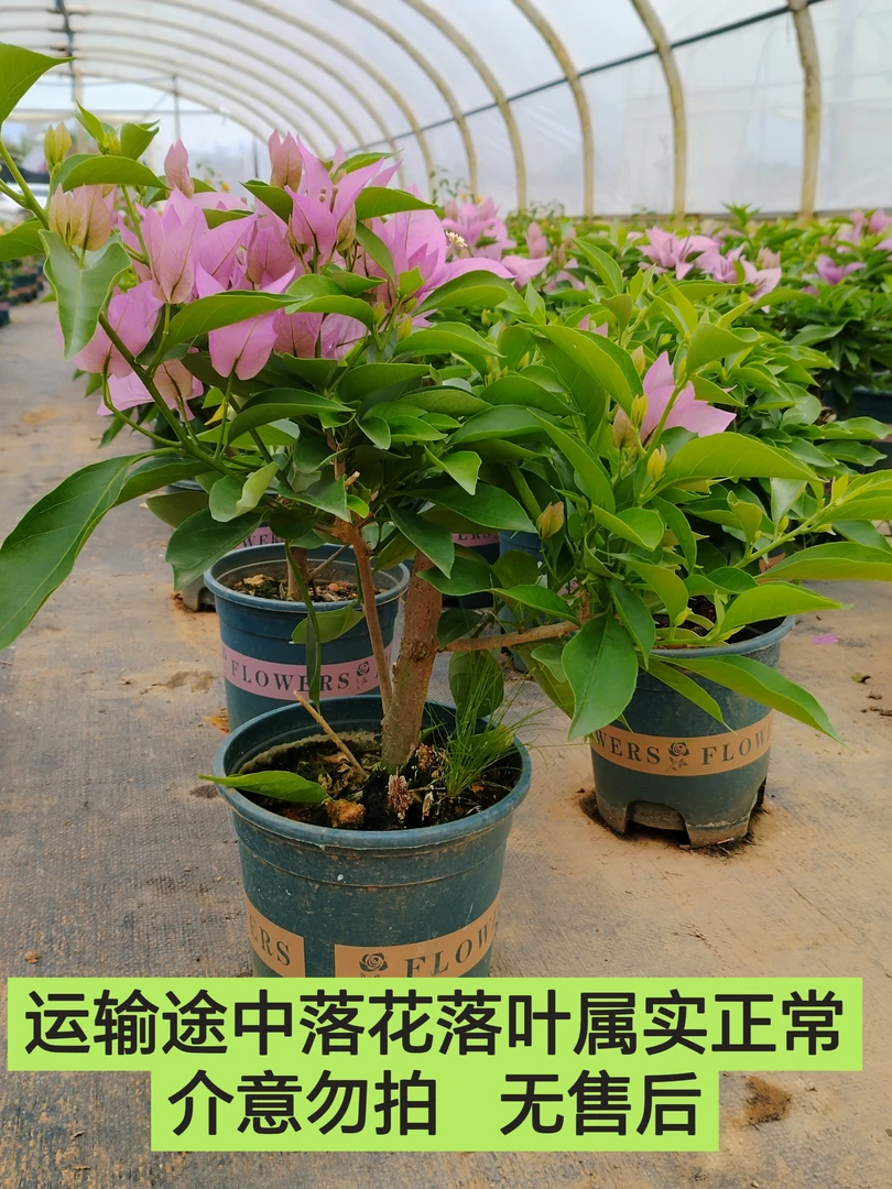 【新加坡大宫粉—汐源】三角梅介意运输途中落花落叶光杆的勿拍