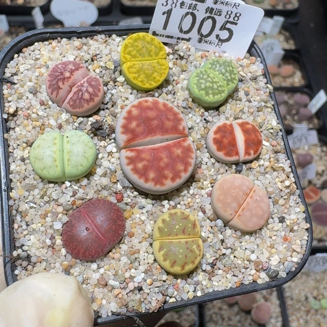 zzzzz生石花肉锥1005