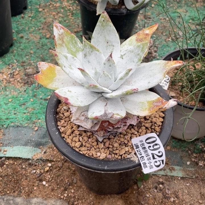 925号布瑞东尼多肉植物