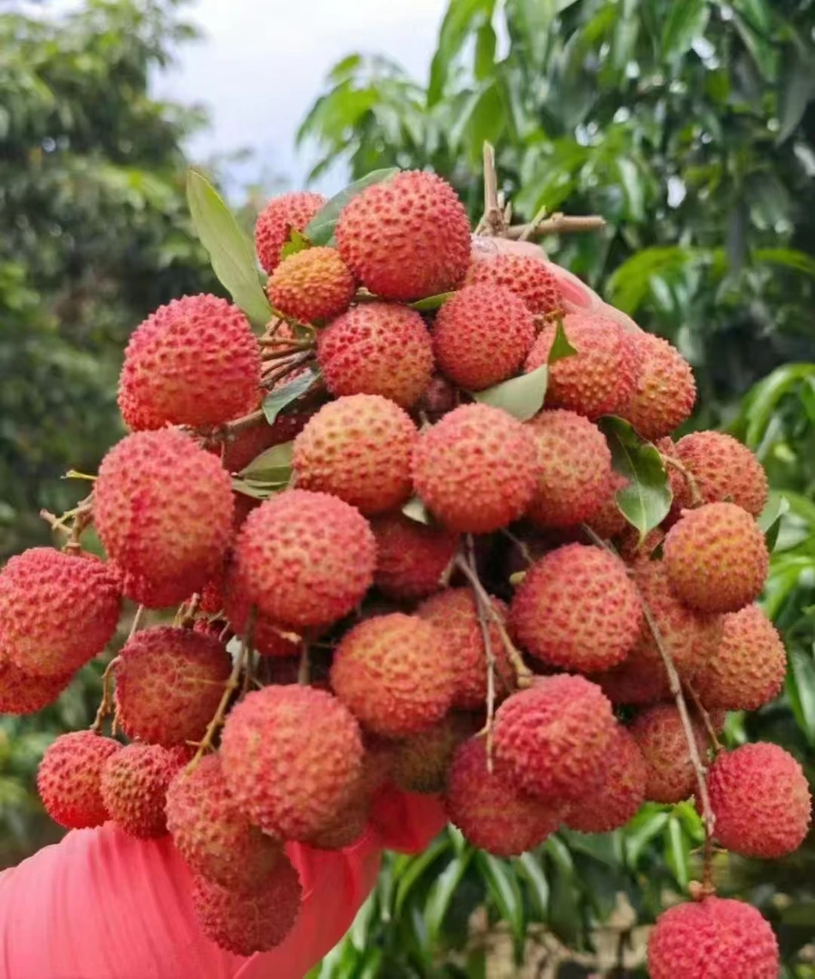 桂味荔枝（京东冷链）现摘现发5斤装/净果4.5斤