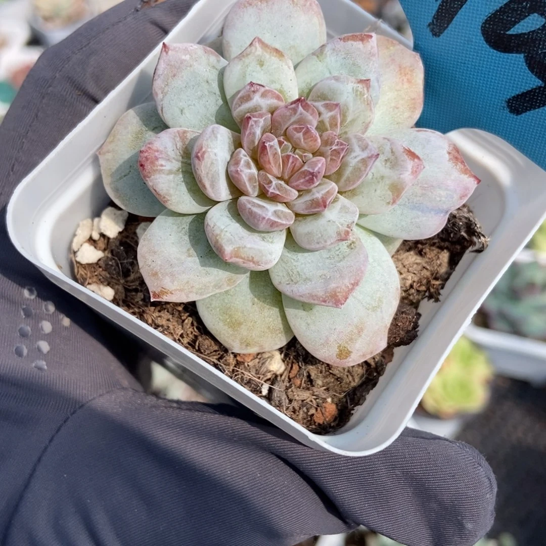 848玉芙蓉石化多肉植物