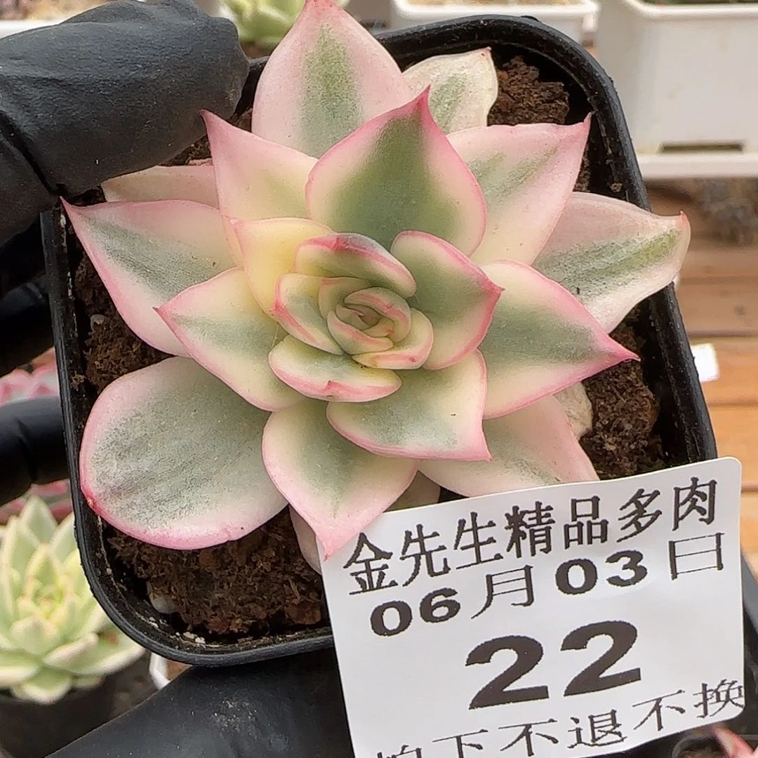 0603-22不知名锦