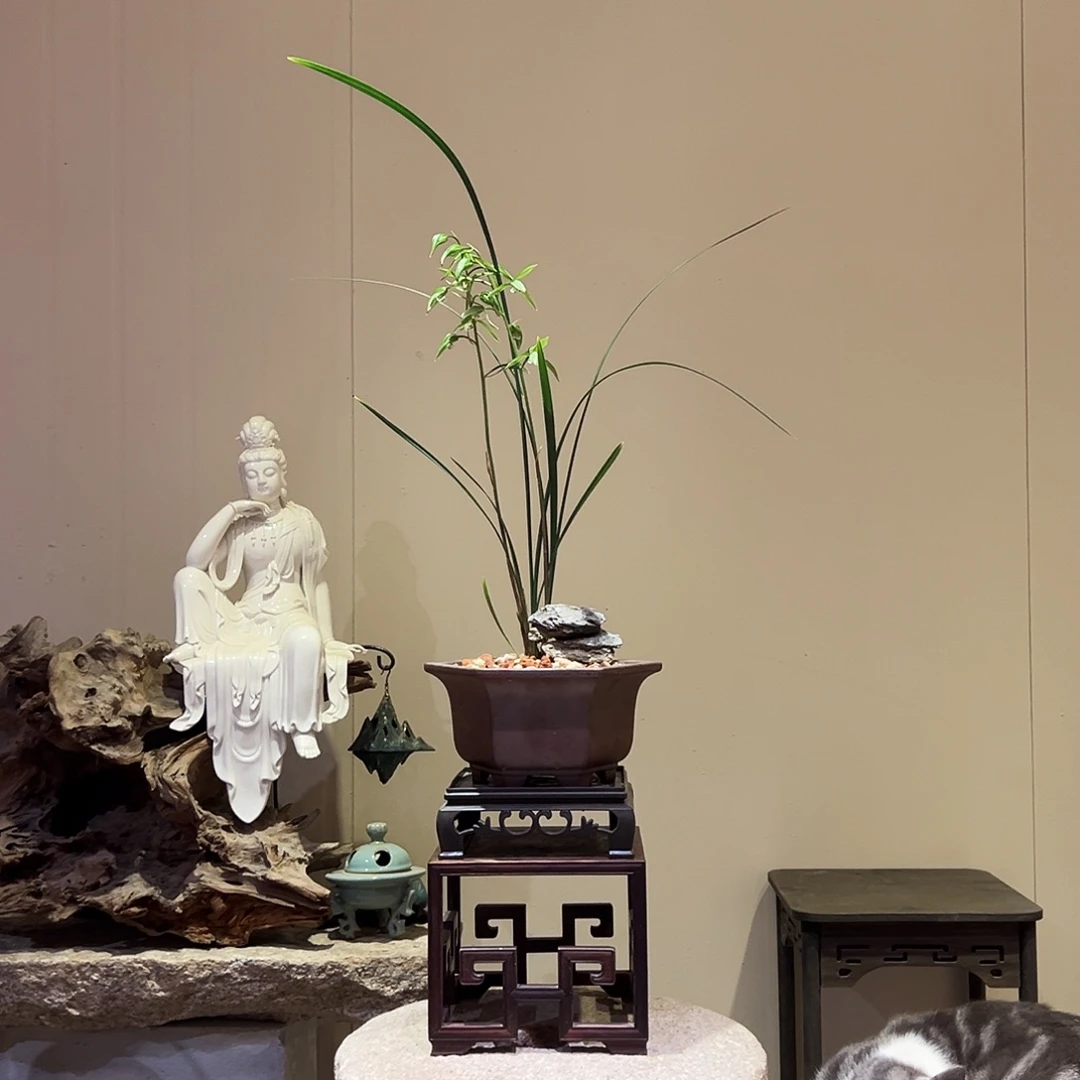 大部分花苞少量开放细叶寒兰