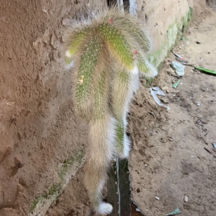 *****当前无花栽培后可以开花猴尾1106