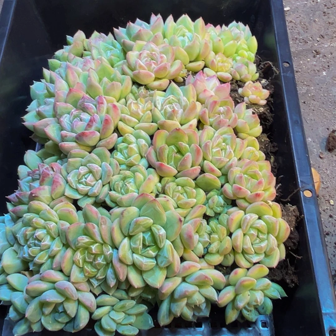 360多肉植物的生长发育规律
