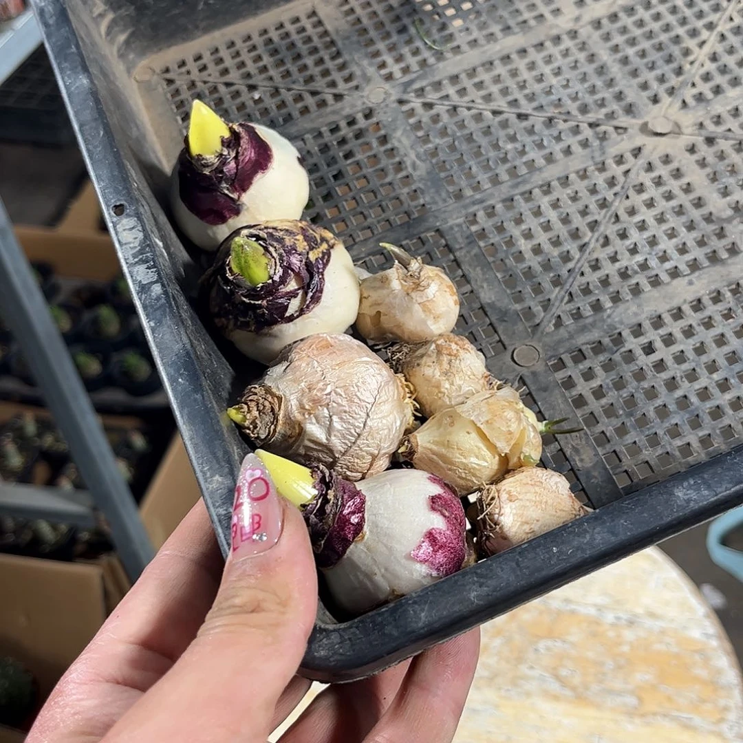 呦*.组合8个不同品种单头发货有根