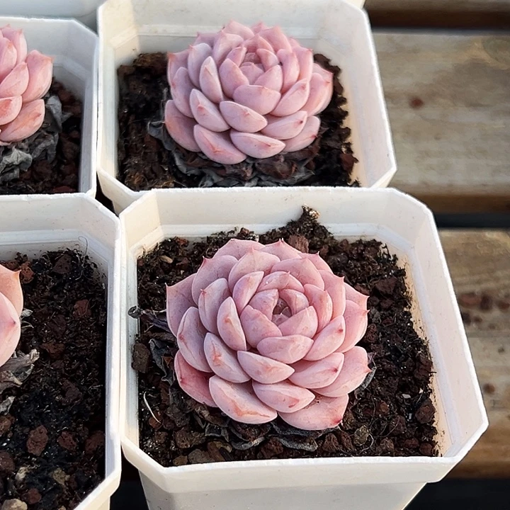 艾莉女王         福利多多