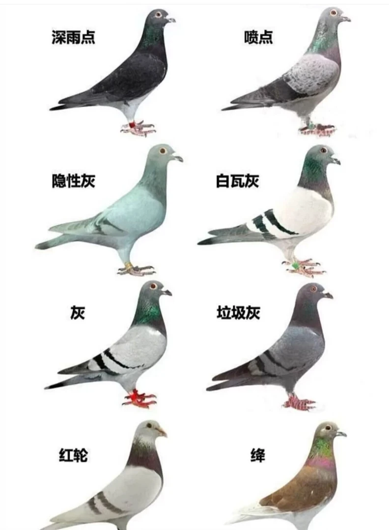 信鸽成绩鸽比利时原环荷兰原环血统鸽天落鸟公棚获奖鸽活体信鸽