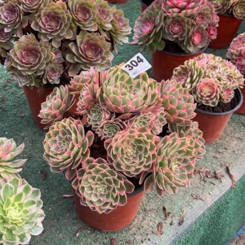 玫***茶304云荷手捧多肉，