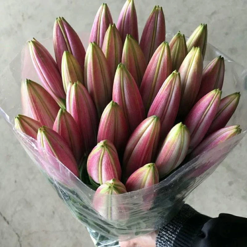 【红色系百合】云南基地直发香水百合水养鲜花家用插花