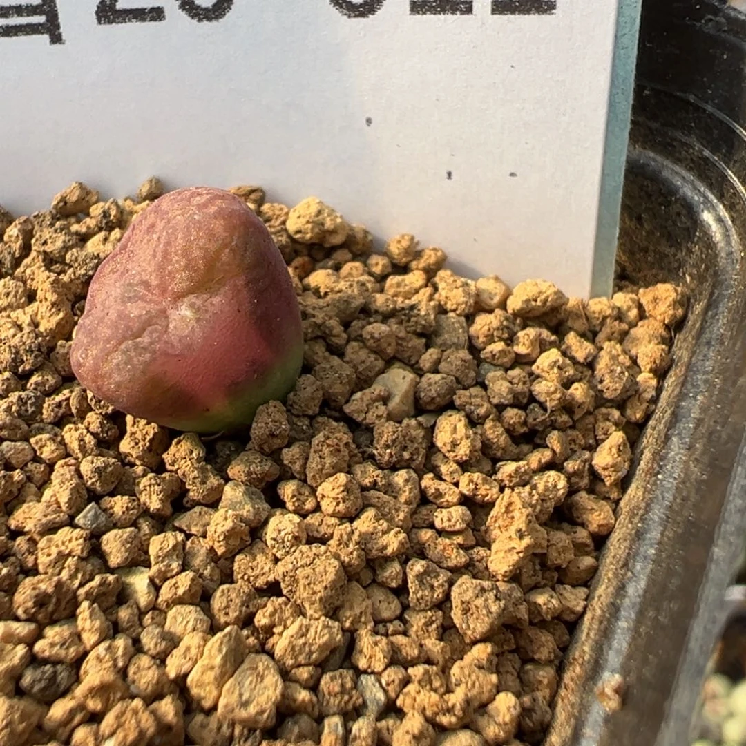 20-11肉锥多肉植物