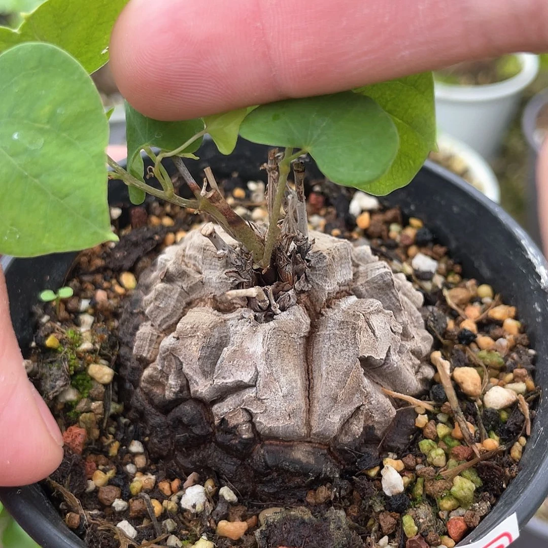 龟甲龙一物一拍536号特价