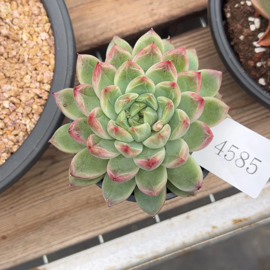 果**台4585肉肉肉肉肉肉肉