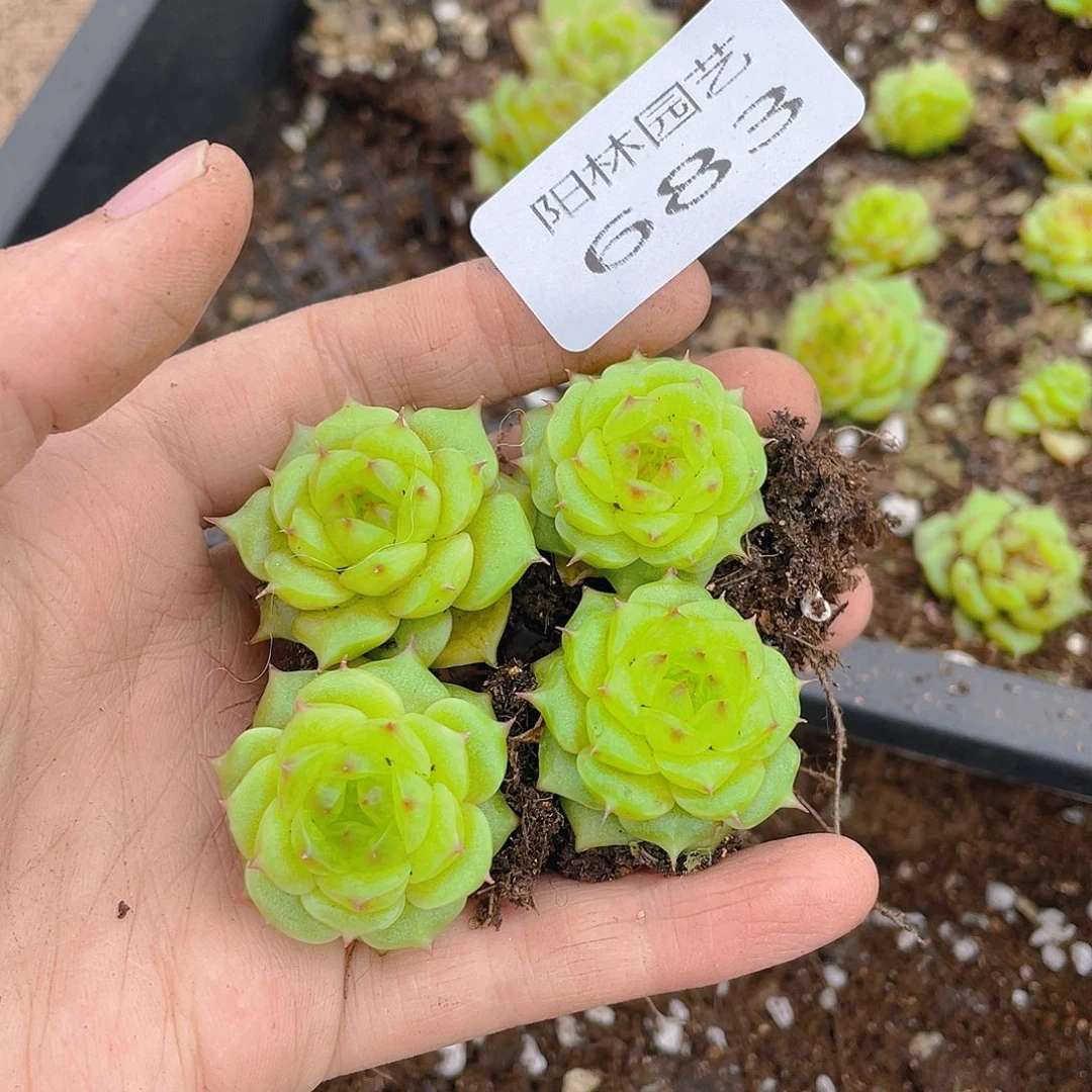 多肉植物多肉植物683