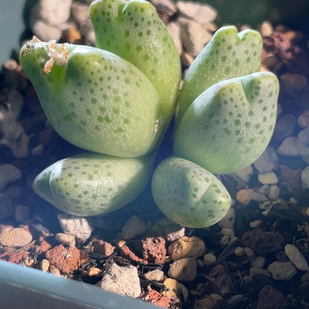 开播福利草莓斑马植物一物一拍