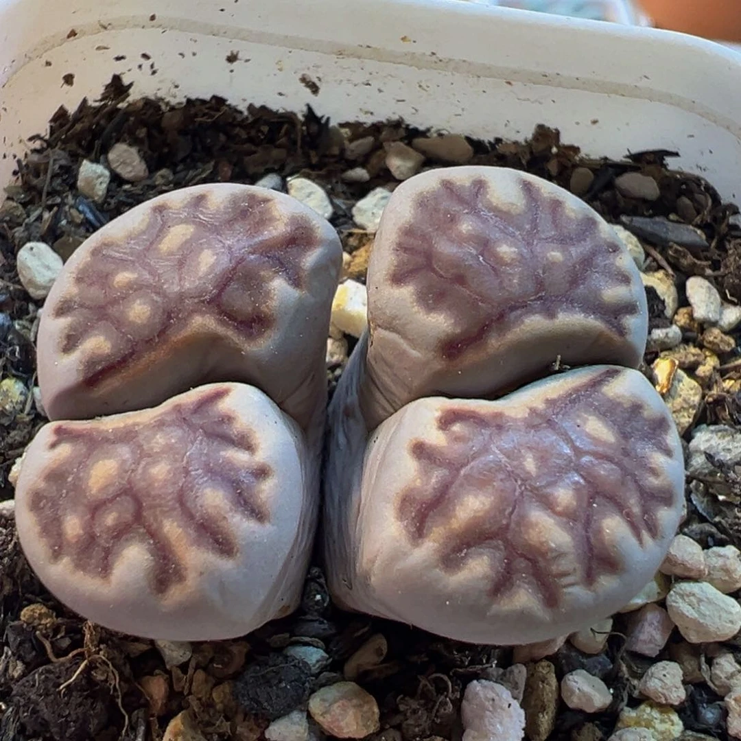 210多肉植物百科植物