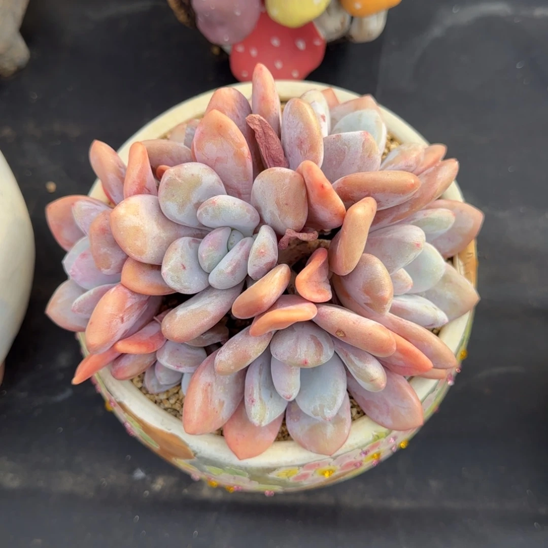 粉兔多肉植物一物一拍