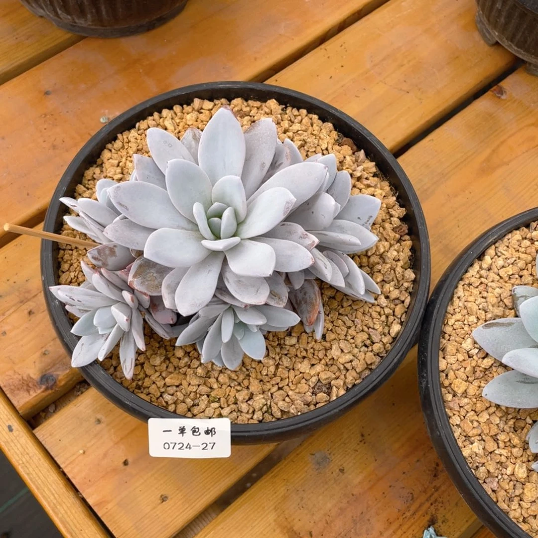 W***e0724-27-雪莲。。。。。