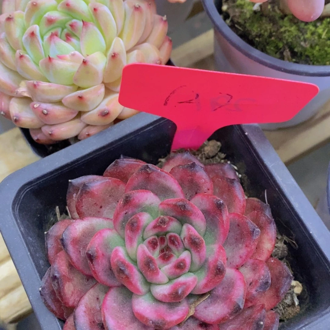 开心多肉，首播2欢迎