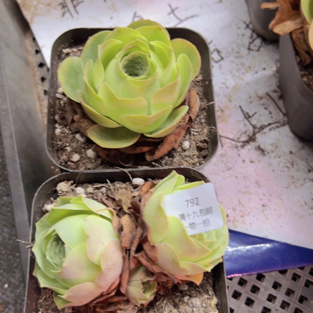 792 侧牙掉了不包损无售后