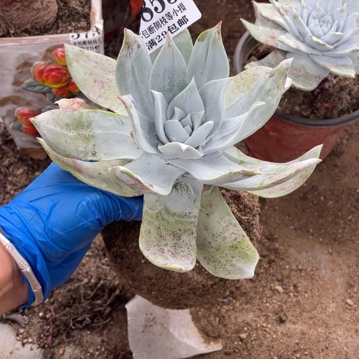 855号雪山多肉植物