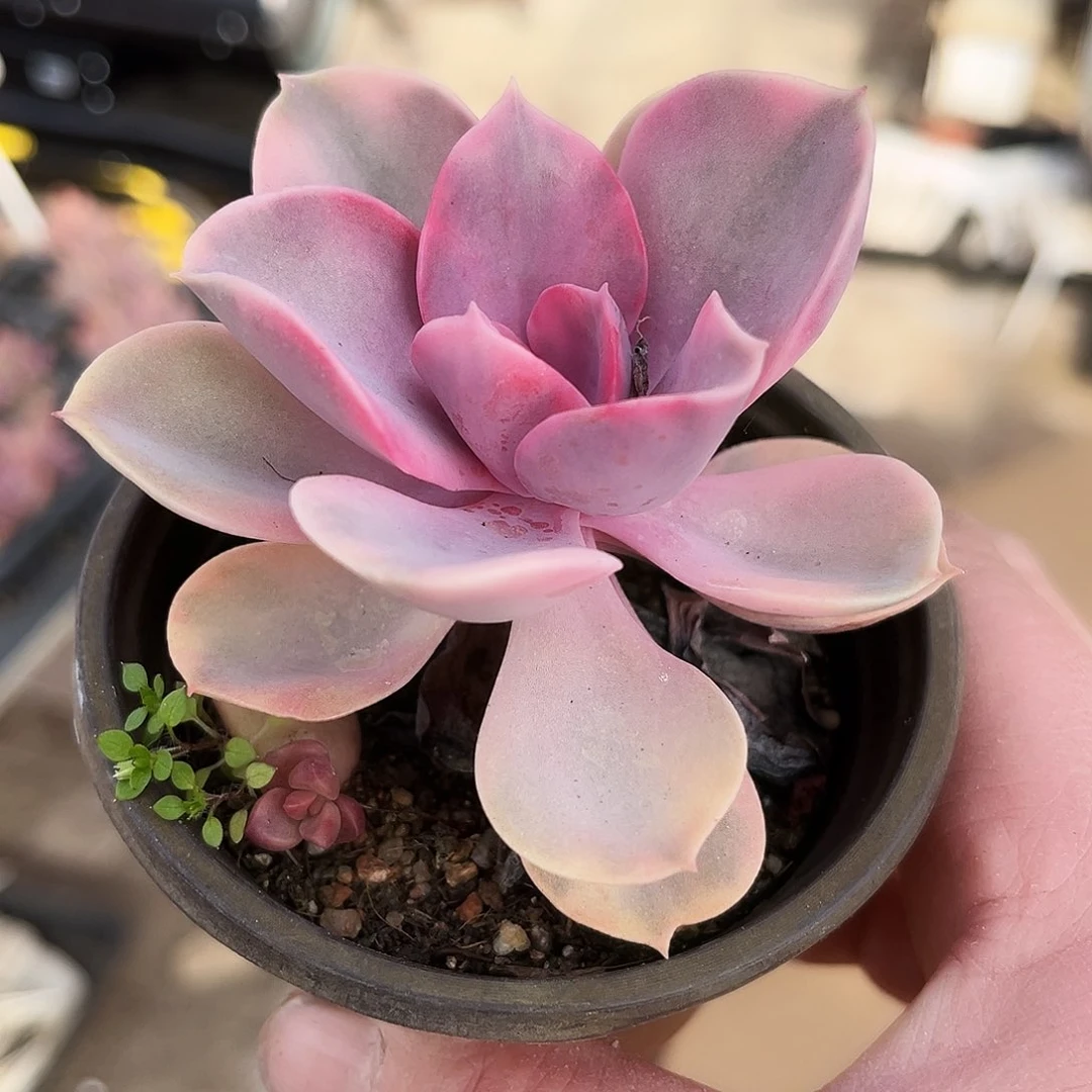 冰***?448多肉汁喝的很健康了