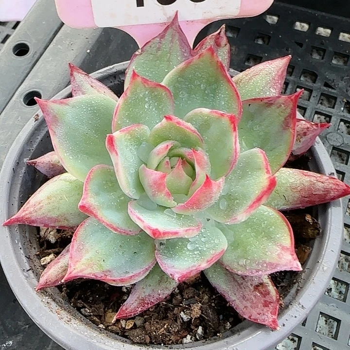 193 惊鸿仙子多肉植物6-9cm